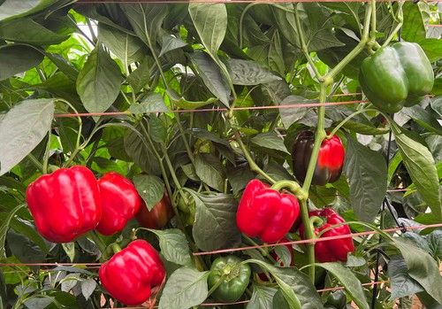 Mena estima que 800 jóvenes agricultores se incorporan al campo almeriense gracias a las líneas de ayudas del Gobierno andaluz