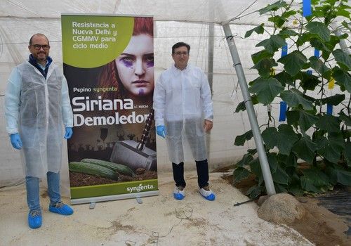 Syngenta presenta Siriana, su nuevo pepino holandés con resistencia a CGMMV y virus de Nueva Delhi