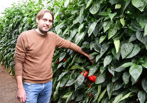 Syngenta muestra su catálogo de pimiento tardío en dos días de jornadas en El Ejido
