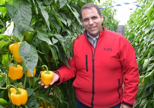 Salonikas, “la apuesta ganadora en el segmento tardío de California amarillo”