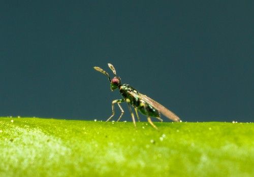 Koppert recomienda iniciar ya el control preventivo de minador para evitar incidencias graves en primavera