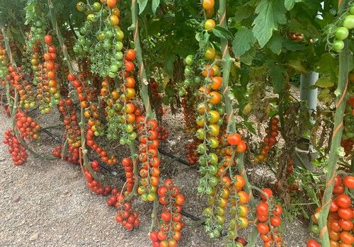 Caprice, “el ferrari de los cherrys” de Top Seeds, calienta para la primavera