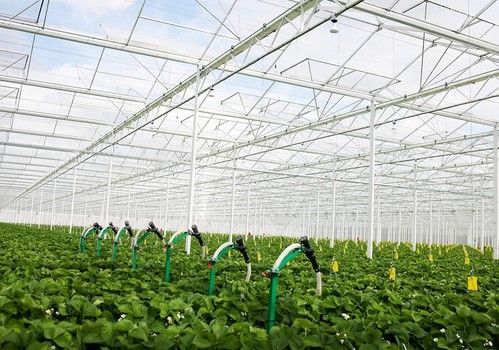 El dispensador automatizado de insectos beneficiosos Entomatic™ ahorra dinero y ayuda a optimizar el control