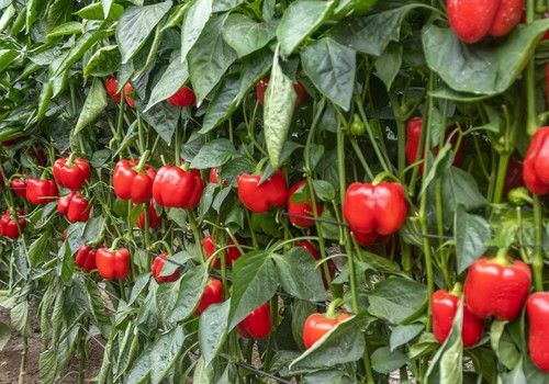 Gaudí, el primer pimiento blindado contra Oídio y Nemátodos de CapGen Seeds