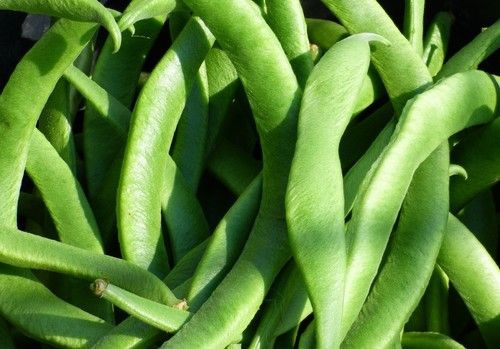 Aumenta la demana de tomate, pimiento y judía verde
