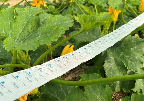 Reforzar la población de auxiliares y liberarlos en envases más protegidos, claves para mitigar los efectos del frío