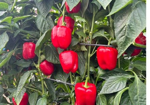 Vilmorin-Mikado Ibérica muestra cómo se comportan sus California rojos a final de ciclo