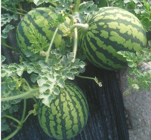 ASAJA-Almería estima una pérdida del 15% de la superficie de melón y sandía en invernaderos