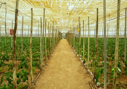 La agricultura abderitana avanza con múltiples proyectos