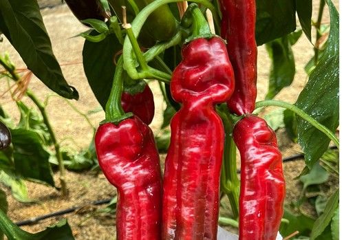 ISI Sementi lanza al mercado ISI PD0021 F1  e ISI PD0020 F1, los pimientos dulces italianos rojo y verde con resistencia a oídio