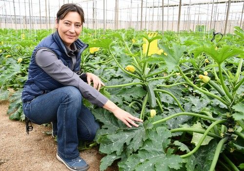 El calabacín Pietra F1 se muestra en campo como una gran variedad para el invierno