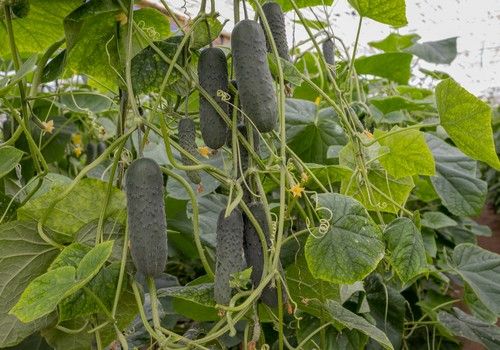 Españolo, la nueva variedad de pepino español de CapGen Seeds