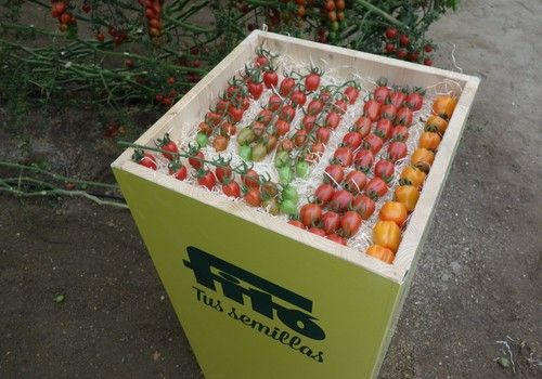 Semillas Fitó aporta al mercado variedades de tomate con resistencia a ToBRFV en sus gamas de cherry pera y tomate ramo