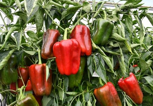 El pimiento lamuyo Esopo afianza su posición en el campo almeriense