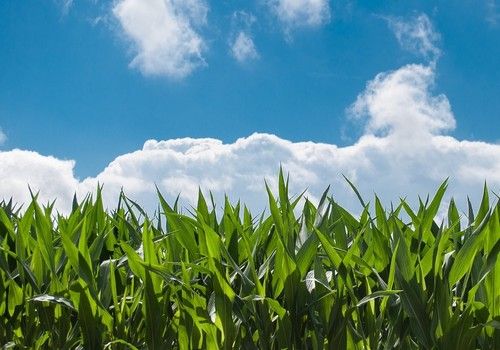El Gobierno concluye la aprobación del paquete normativo para el desarrollo de la nueva Política Agraria Común