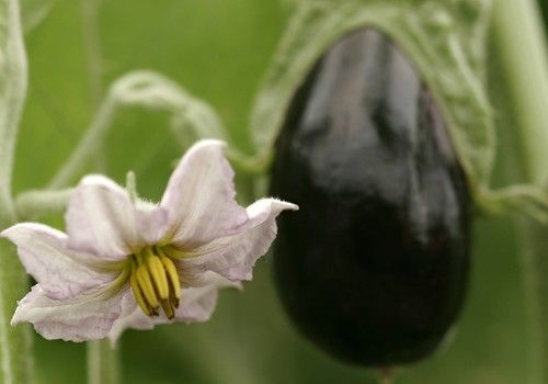 HORTYFRUTA activa la Extensión de Norma para berenjena