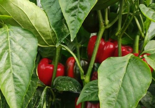 El coste medio de la producción de pimiento en invernadero aumenta un 26% en las dos últimas campañas