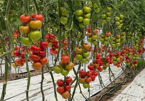 Harmoniz, redefinir el mercado mundial de las semillas para invernadero