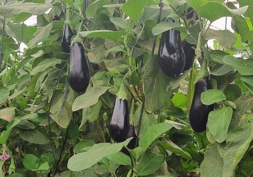 La berenjena andaluza de segundas categorías vuelve al mercado