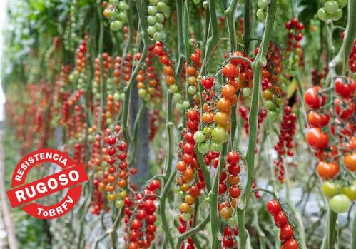 BASF, soluciones sostenibles en tomate  y con resistencia al ToBRFV