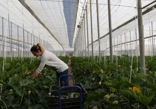 Cerca de 1.900 agricultores de Almería reciben 1,4 millones de euros para compensar la subida del precio de los fertilizantes
