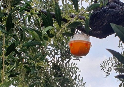AFEPASA y Ao Midori Biocontrol firman un acuerdo para la distribución de tratamientos de biocontrol