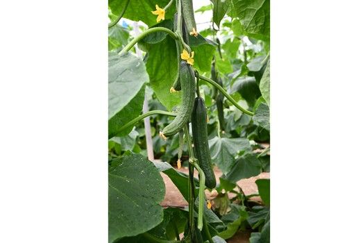 Dorian, el pepino sin quemado de cabeza de Sakata afronta su segundo año de éxito