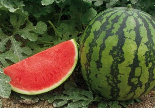 Kalanda F1, el polinizador para ciclo temprano con calidad interna y sabor