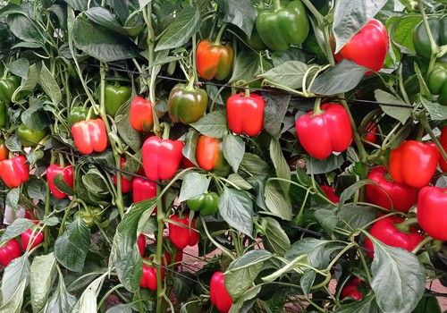 Unigen presenta Efektivo, “el California con mayor aguante en planta del mercado”