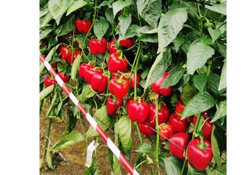 Origene Seeds trabaja nuevas variedades tempranas de California resistentes a oídio