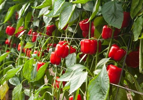 BASF pone el foco en las enfermedades y plagas emergentes en el cultivo de pimiento