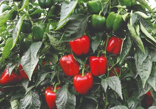 Resistencia a oídio y nemátodos con fácil manejo: Corozal es un California óptimo para el agricultor