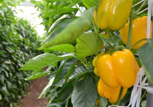 Soluciones nutricionales de Herogra Fertilizantes para el cultivo en invernadero