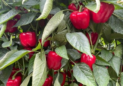 El catálogo de ciclo tardío de Syngenta incluye resistencias, producción y calidad