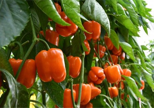 Herogra Especiales® ayuda a descifrar  las claves del cultivo de pimiento