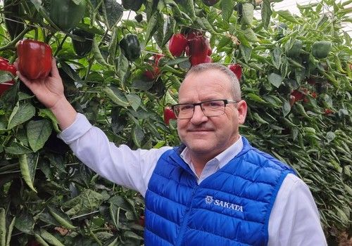 Sakata pone el foco en el segmento tardío de Almería y ya trabaja en nuevas variedades