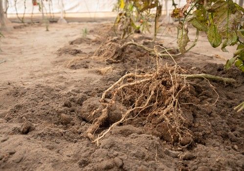 De Ruiter apuesta por la innovación y vanguardia en su catálogo de portainjertos