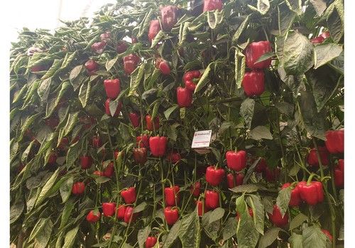 Alabarda y Arpón, los rojos tardíos más rentables, de SurSeeds