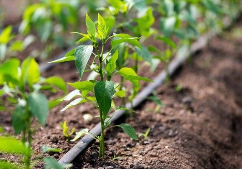 VitalFluid aumenta la producción de cultivos ecológicos gracias a un mejor control del agua