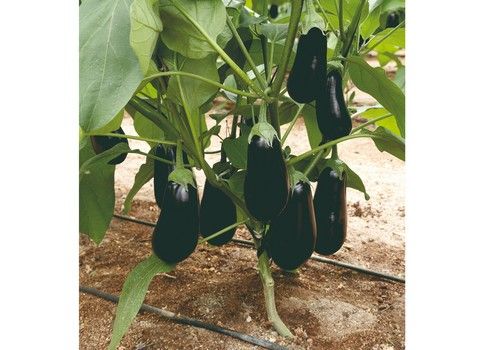 La fuerza de Olimpia, la berenjena de Meridiem Seeds, la hace óptima para toda la provincia de Almería