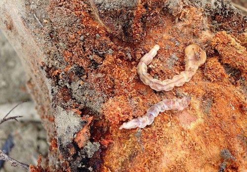 Troyan®, la solución biológica frente a la plaga del gusano cabezudo en almendro