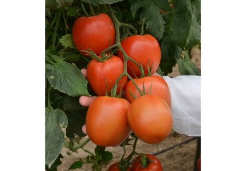 IQV Agro España comprometida con las soluciones ecológicas y sostenibles para la sanidad vegetal