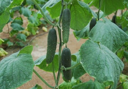 HORTYFRUTA alerta sobre los desajustes entre oferta y demanda en este final de campaña