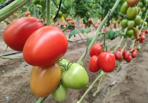 HM.CLAUSE comercializa ya nuevos cherry con resistencia a ToBRFV y sigue fuerte en el mercado de rama, pera y Raf