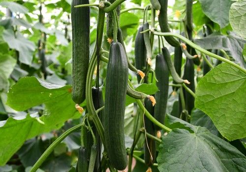 Dorian consigue el sobresaliente de los agricultores en su primer año comercial