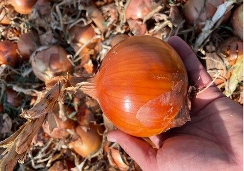 Seminis, líder en el mercado de cebollas con variedades para todos los segmentos