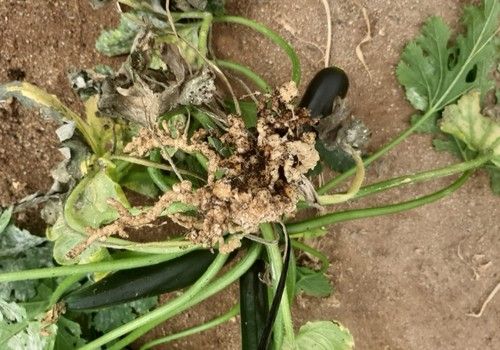 Protege tu cultivo de nematodos  desde el trasplante con Nemguard® SC