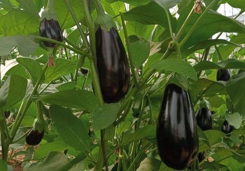 Olimpia, una berenjena todoterreno, de gran calidad y producción continua