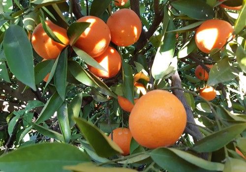 BASF y Vivagro dan comienzo a la distribución conjunta del fungicida e insecticida biológico Essen’ciel