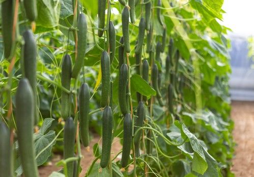 Nunhems completa su portfolio de pepino largo más  resistente